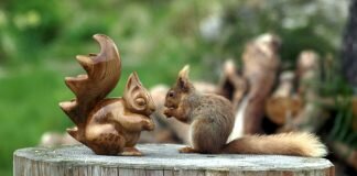 Celebrating Scotland’s woods