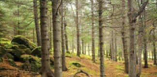 Affecting afforestation