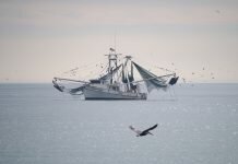 French fishermen protest electric pulse fishing © David B. Gleason