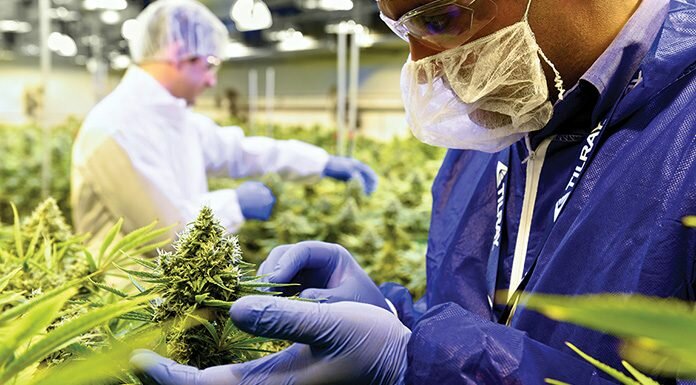 Master horticulturists and meticulous care ensure the highest quality and consistency of Tilray's cannabinoid products