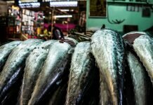 EU proposes multi-annual plan for managing fish stocks