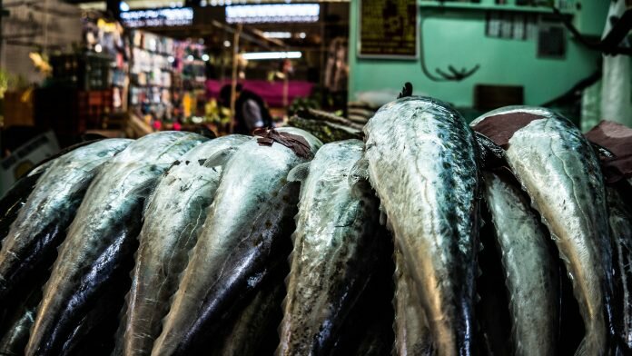 EU proposes multi-annual plan for managing fish stocks