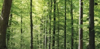 Next-generation optimisation of forest data for better forest management