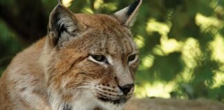 Lynx Trust UK works to reintroduce the lynx