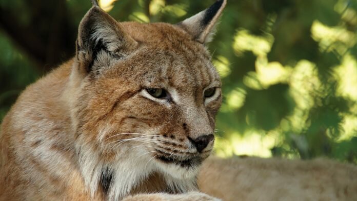 Lynx Trust UK works to reintroduce the lynx