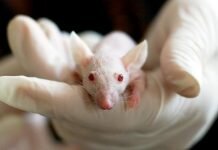 European Parliament calls for worldwide ban on cosmetics testing on animals