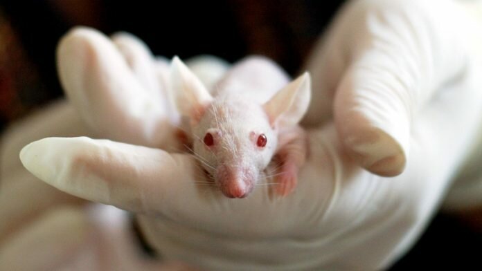 European Parliament calls for worldwide ban on cosmetics testing on animals