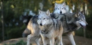 Large fenced reserves could reintroduce wolves in Scottish Highlands