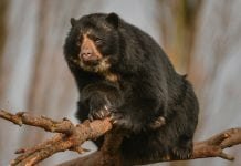 The Darwin Initiative is helping to save the Andean bear