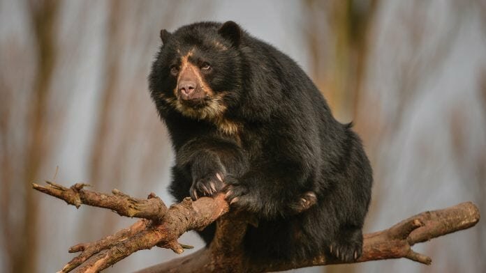 The Darwin Initiative is helping to save the Andean bear