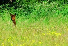 UK to extend ‘payment by results’ scheme for farmers