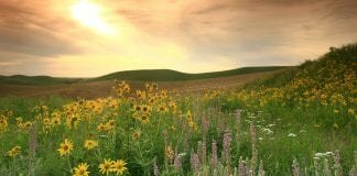 farmland prairie strips