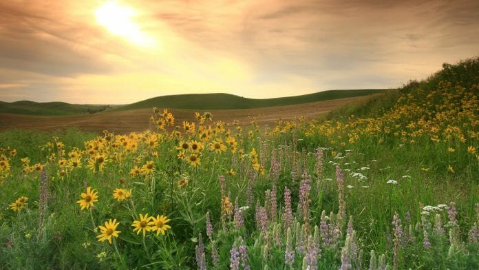 farmland prairie strips