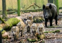 Danish anti-boar fence and African swine fever