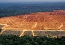 deforestation linked to inequality