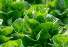 global hydroponics market