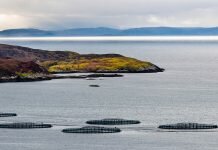 transparency in aquaculture