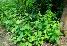 japanese knotweed on uk properties