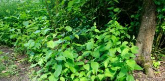 japanese knotweed on uk properties