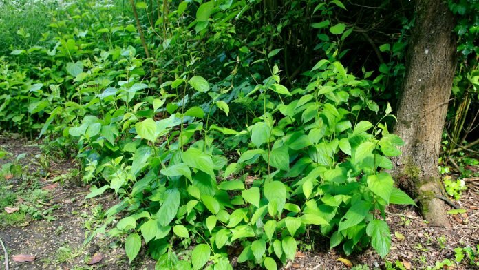 japanese knotweed on uk properties