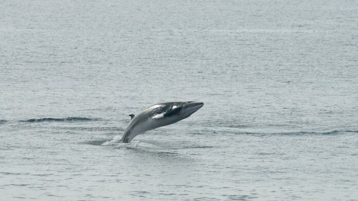 scottish marine protected areas