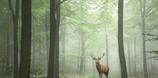 eu forest preservation