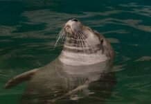 scottish seal deaths