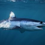 sharks and rays plastic entanglement