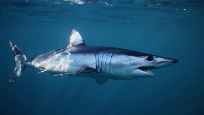 sharks and rays plastic entanglement