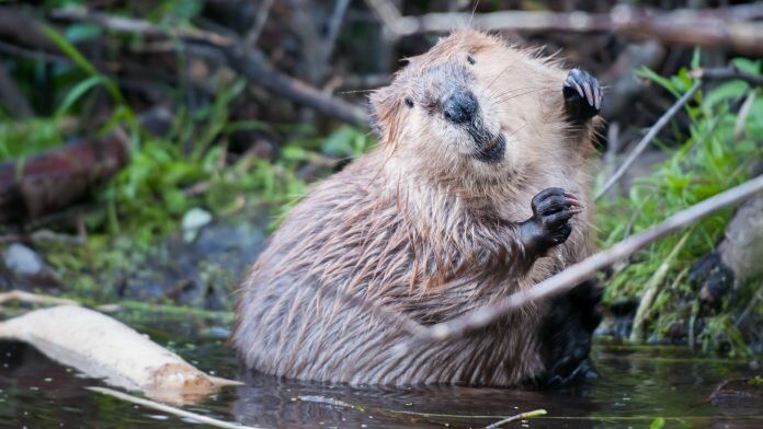 freshwater megafauna