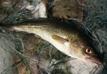 eastern baltic cod