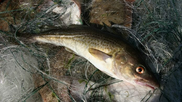 eastern baltic cod