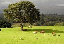 countryside productivity small grants scheme