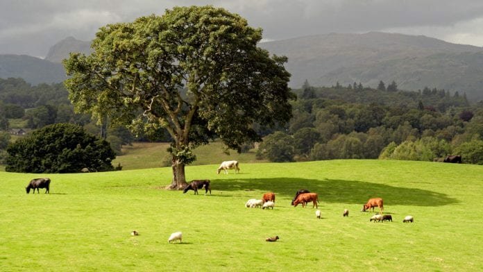 countryside productivity small grants scheme