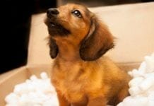 online puppy trade