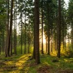 sustainable forest management