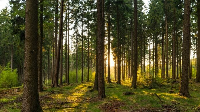 Sustainable forest management commitments launched by 